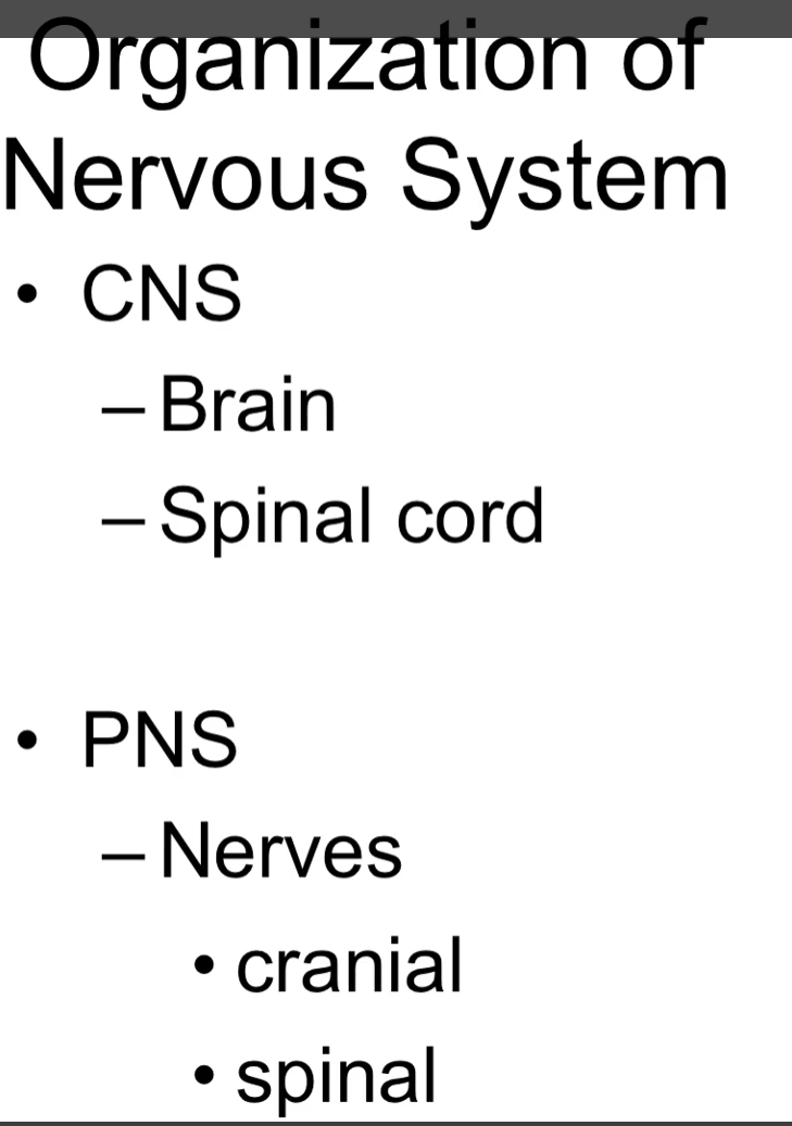 <p>are the <strong>cranial nerves </strong>located in the PNS or CNS?</p><p>are the <strong>spinal nerves</strong> located in the PNS or CNS? </p><p>are the <strong>peripheral nerves</strong> located in the CNS or PNS? </p><p>pay attention to the picture</p>