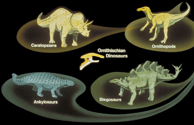 <p>bird hipped heribore dinos</p><p>some quadrapedal and some bipedal</p><p>many times prey for theropods</p>