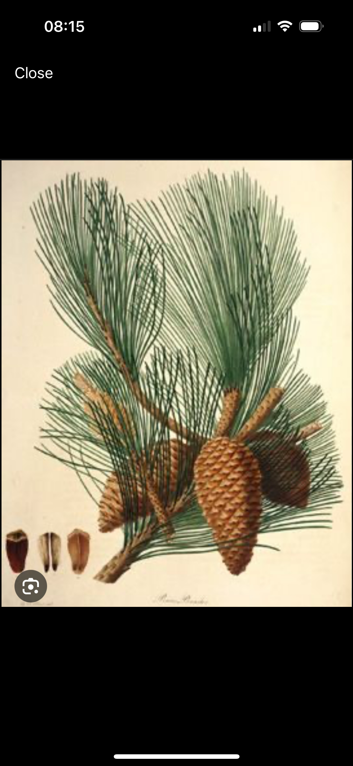 <p>Pinus pinaster </p>