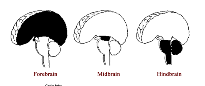 <ul><li><p>forebrain</p></li><li><p>midbrain</p></li><li><p>hindbrain</p></li></ul><p></p>