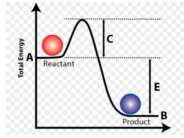 <p>What does the letter C represent on this image?</p>