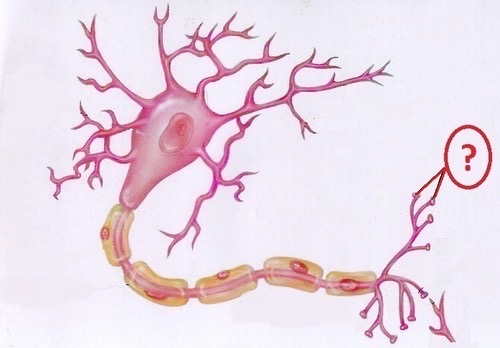 Distal ends of telodendria that house synaptic vesicles filled with neurotransmitters 