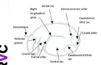 <ul><li><p>left hand side- putting a stethoscope by the paralumbar fossa, you can hear the rumen</p></li><li><p><strong>cecum</strong> is to the right</p></li><li><p>1st chamber after leaving the oesophagus</p></li><li><p>connects to the oesophagus by the <strong>cardiac sphincter</strong></p></li><li><p>fissures (macroscopic invaginations into the lumen of the rumen) called pillars divide the rumen</p></li><li><p>biggest fermentation chamber</p></li></ul><p></p>