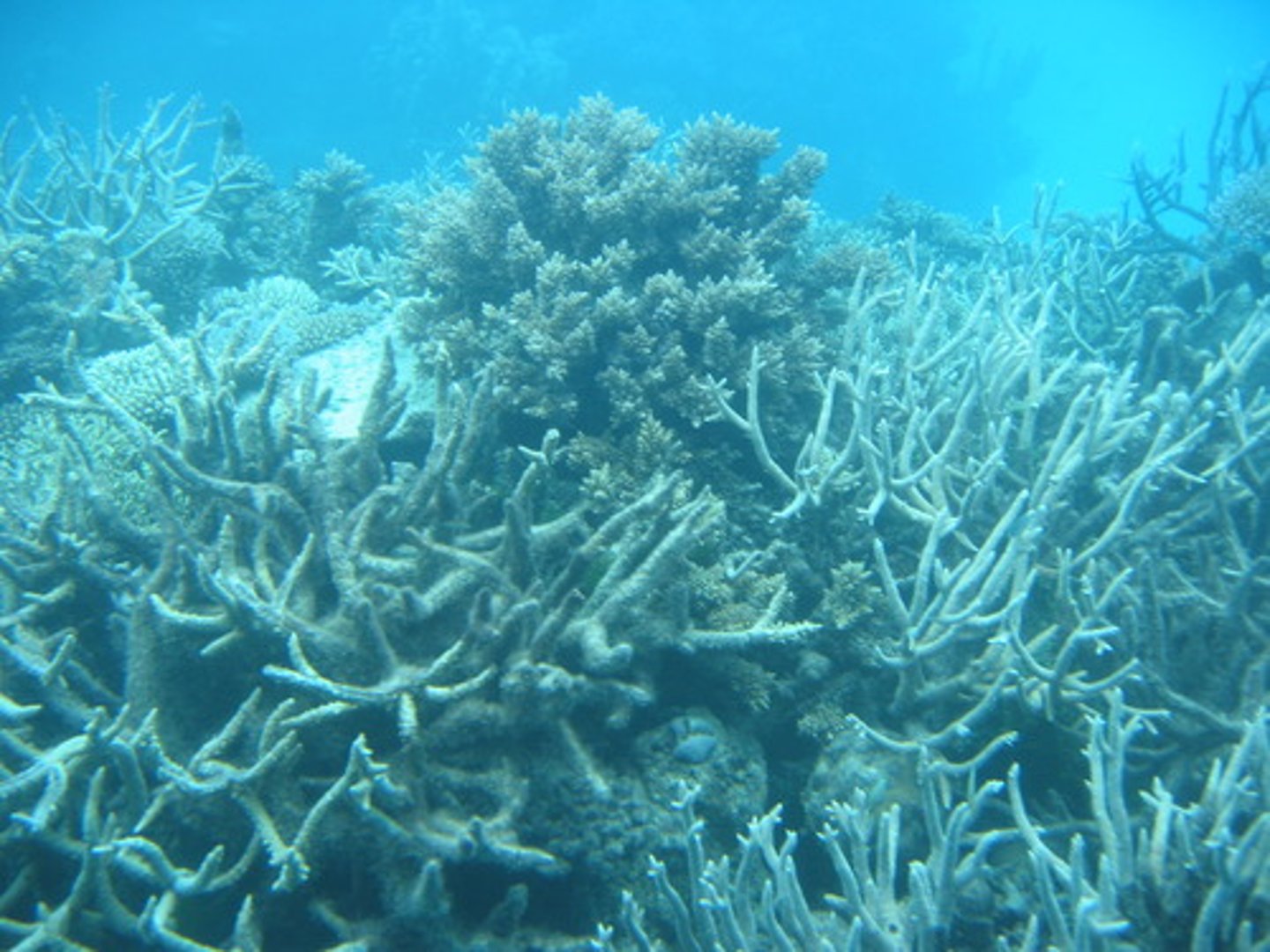 <p>Group of colonial organisms that secrete calcium carbonate to build a skeleton that can form reefs</p>