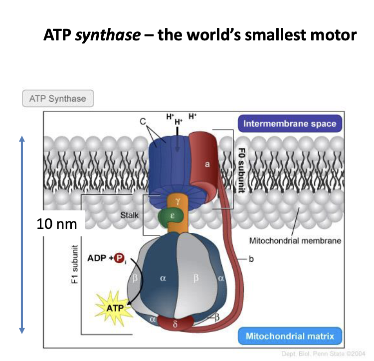 <p>rotates which acts as a source of potential energy</p>