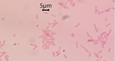 <p> 3.5</p>