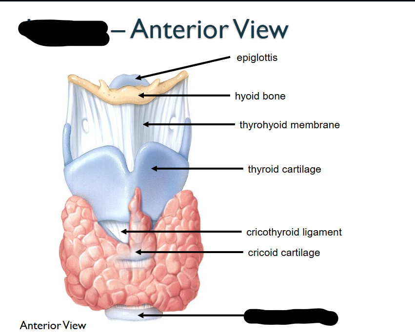 <p>What structure is this within the Larynx?&nbsp;</p>