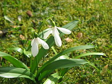 <p>Plantenfamilie?</p>