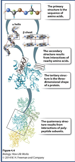<p>3rd structure is the 3D structure of a single polypeptide and is composed of interactions between amino acid SIDE CHAINS → sequence DEPENDENT (does matter about the R-groups)&nbsp;</p>