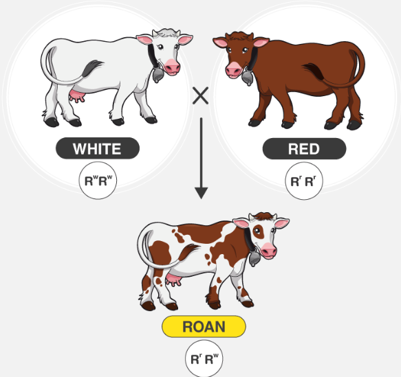 <p>2 alleles that affect phenotype are both expressed</p><p>ex. human blood </p><p>-AB blood: A & B are both expressed</p><p>ex. cows can have red (RR) and white (WW) hair(RW)</p>