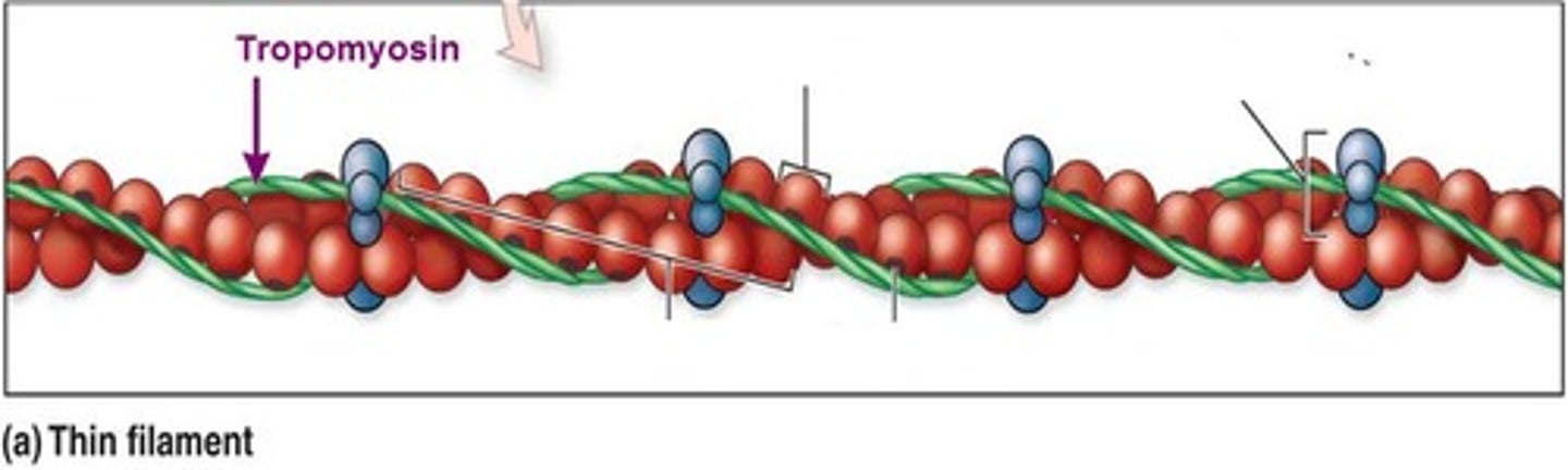 <p>It blocks the active sites on G-actin and prevents myosin from binding</p>