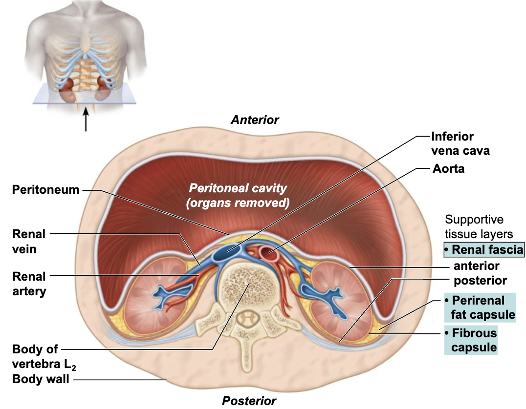<p><strong><em>SUPPORTIVE TISSURE LAYERS </em></strong></p><ul><li><p><strong>Renal fascia</strong></p><ul><li><p><span style="color: purple;"><strong><mark data-color="purple" style="background-color: purple; color: inherit;">Outermost layer</mark></strong></span> </p></li><li><p>Anchors the kidney and the adrenal gland to surrounding structures</p></li></ul></li><li><p><strong>Perirenal fat capsule</strong></p><ul><li><p><span style="color: purple;"><strong><mark data-color="purple" style="background-color: purple; color: inherit;">Middle layer </mark></strong></span></p></li><li><p>Fatty mass that surrounds the kidney and cushions it against blows</p></li></ul></li><li><p><strong>Fibrous capsule</strong></p><ul><li><p><span style="color: purple;"><strong><mark data-color="purple" style="background-color: purple; color: inherit;">Innermost layer</mark></strong></span></p></li><li><p>Transparent capsule that prevents infections in surrounding regions from spreading to the kidney</p></li></ul></li></ul><p></p><p></p>