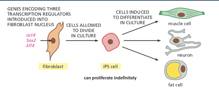 <p>Explanation:</p><ol><li><p><strong>Starting with Fibroblasts</strong>:</p><ul><li><p>Fibroblasts are a type of connective tissue cell found in the body.</p></li><li><p>Specific transcription factors—<strong>Oct4, Sox2, and Klf4</strong>—are introduced into the fibroblast nucleus.</p></li></ul></li><li><p><strong>Reprogramming into iPS Cells</strong>:</p><ul><li><p>These transcription factors reprogram the fibroblast into an <strong>induced pluripotent stem (iPS) cell</strong>.</p></li><li><p>iPS cells have the ability to <strong>proliferate indefinitely</strong>, similar to embryonic stem cells.</p></li></ul></li><li><p><strong>Differentiation into Specialized Cells</strong>:</p><ul><li><p>In culture, iPS cells can be directed to differentiate into various cell types, such as:</p><ul><li><p><strong>Muscle cells</strong> (important for movement and structure)</p></li><li><p><strong>Neurons</strong> (essential for nervous system function)</p></li><li><p><strong>Fat cells</strong> (store energy and regulate metabolism)</p></li></ul></li></ul></li></ol><p>Importance:</p><ul><li><p>iPS cells offer a powerful tool for <strong>regenerative medicine</strong>, <strong>disease modeling</strong>, and <strong>drug discovery</strong>.</p></li><li><p>Since iPS cells are derived from adult cells, they avoid ethical concerns associated with embryonic stem cells.</p></li><li><p>They can be used for <strong>personalized medicine</strong>, as patient-derived iPS cells can be used to create compatible tissues for transplantation.</p></li></ul><p></p>