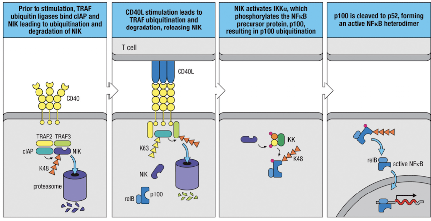 <p>CD40L on T cells activates CD40 on B cells</p><ul><li><p>in absence of CD40, NIK is K48 ubiquitinated and degraded (CD40 ligation causes NIK stabilization)</p></li><li><p>NIK activates IKK<span>α, which phosphorylates p100 (NFkb precursor)</span></p></li><li><p><span>P100 is cleaved to form p52, which makes a dimer with relB</span></p></li><li><p><span><strong>CD40 activation is essential for activation of naive B cells</strong></span></p></li></ul><p></p>