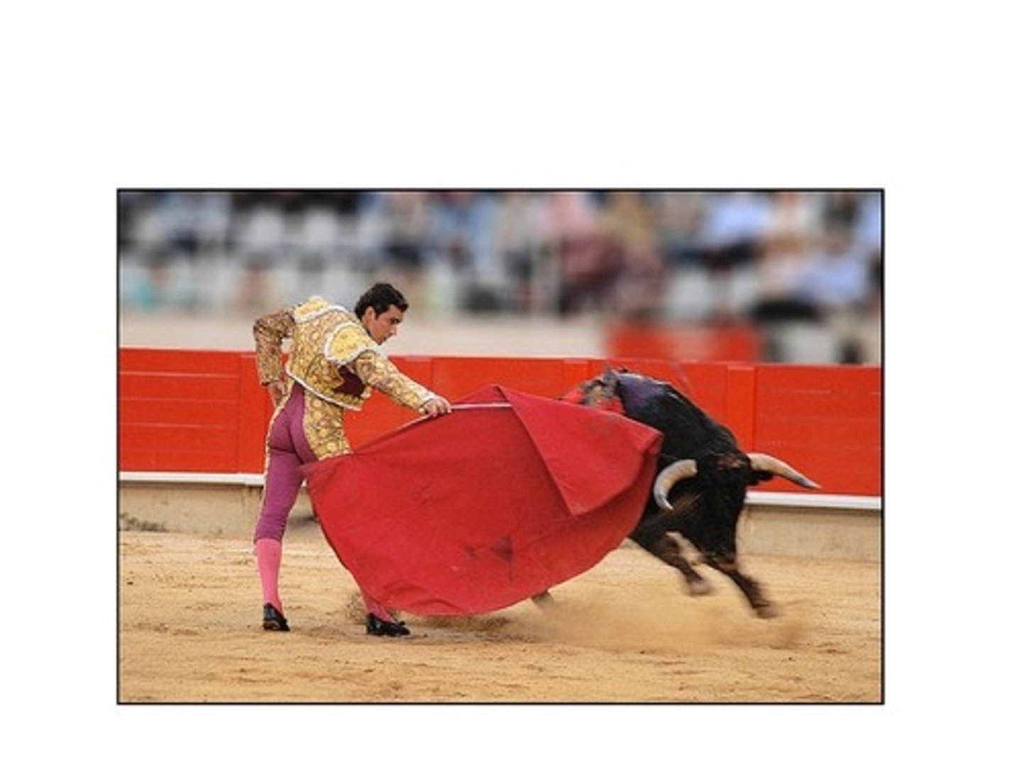 <p>bullfight</p>