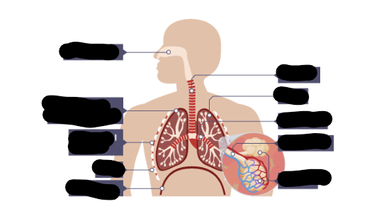 <p>Structure of the Thorax</p>