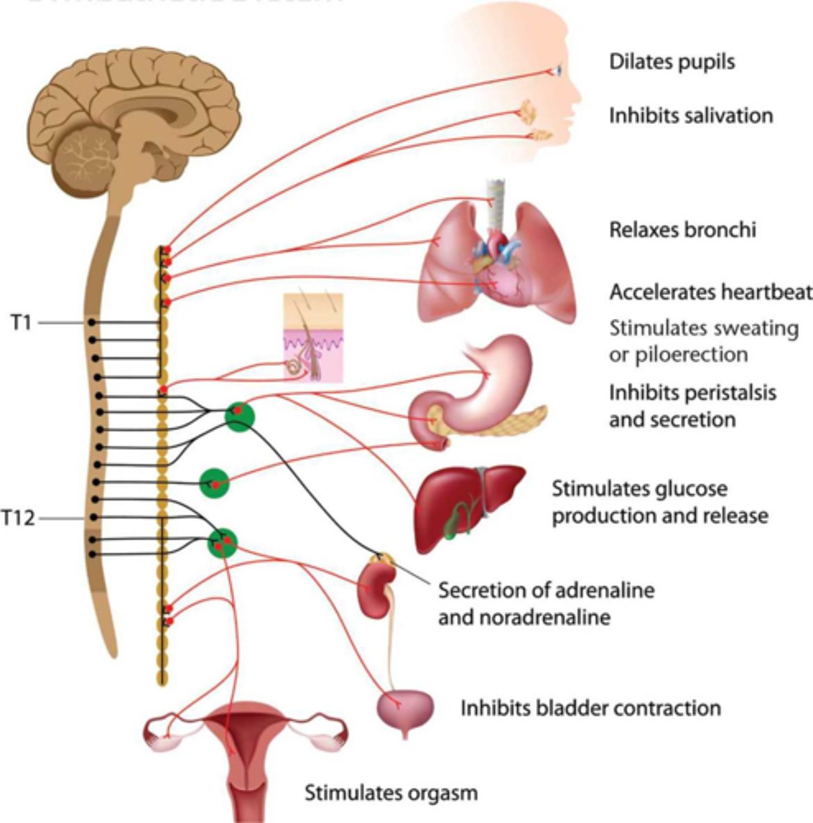 <p>DEFINITION</p><p>Activated by stress. When activated, it increases heart rate, redistributes blood to locomotive muscles, increases blood glucose, relaxes the bronchi, decreases digestion and peristalsis, dilates eyes to maximize light intake, releases epinephrine.</p>