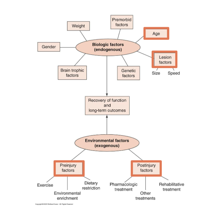 <p>A number of factors can affect the outcome of damage to the<br>nervous system as well as the extent of subsequent recovery,<br>including both endogenous (within the individual) and exogenous<br>(external to the individual) factors</p>