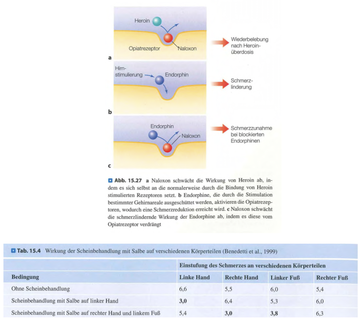 <p class=""><strong>Kurzfassung:</strong><br><strong>Endorphine</strong> wirken wie körpereigene Opiate und spielen eine zentrale Rolle in der <strong>natürlichen Schmerzregulation</strong>. Sie sind auch an <strong>Placeboeffekten</strong> beteiligt und können <strong>lokal</strong> freigesetzt werden.</p><div data-type="horizontalRule"><hr></div><p class=""><strong>Langfassung:</strong></p><ul><li><p class=""><strong>Endorphine = „körpereigene Morphine“</strong></p><ul><li><p class="">Aktivieren <strong>Opiatrezeptoren</strong>, wie Heroin oder Opium.</p></li><li><p class="">Reduzieren <strong>Schmerzempfinden</strong> auf natürlichem Weg.</p></li></ul></li></ul><p class=""></p><ul><li><p class=""><strong>Beleg durch Studien:</strong></p><ul><li><p class=""><strong>Stimulation</strong> von Endorphin-freisetzenden Gehirnarealen → <strong>Schmerzlinderung</strong>.</p></li><li><p class=""><strong>Blockade</strong> mit Naloxon → hebt Wirkung von Endorphinen <strong>und</strong> Placebos auf.</p></li></ul></li></ul><p class=""></p><ul><li><p class=""><strong>Benedetti et al. (1999): Lokalisierter Placeboeffekt</strong></p><ul><li><p class=""><strong>Capsaicin</strong> erzeugt Schmerzen an mehreren Körperstellen.</p></li><li><p class=""><strong>Placebosalbe</strong> wirkt <strong>nur lokal</strong>, wo sie aufgetragen wurde.</p></li><li><p class=""><strong>Naloxon</strong> hebt diesen Effekt auf → <strong>Endorphinbeteiligung nachgewiesen</strong>.</p></li></ul></li></ul><p class=""></p><ul><li><p class=""><strong>Fazit:</strong><br>Der <strong>Placeboeffekt</strong> basiert oft auf der <strong>gezielten Freisetzung von Endorphinen</strong> durch das Gehirn – nicht global, sondern <strong>stellenbezogen</strong>. Das zeigt, wie präzise und effektiv das <strong>körpereigene Schmerzsystem</strong> arbeitet.</p></li></ul><p></p>