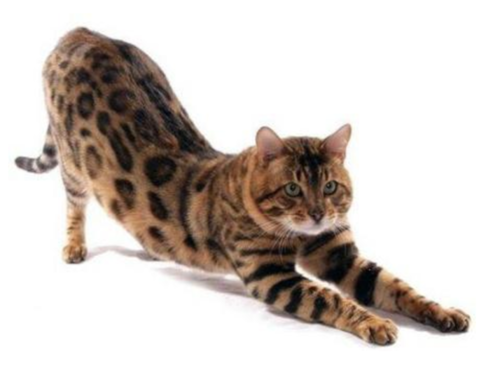 <p>a leopard</p>