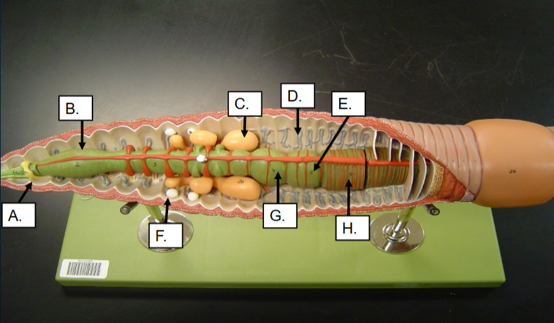 <p>Name structure G:</p>