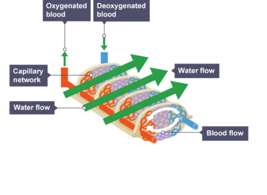 <p>Water flows over the gills in the opposite direction of blood flow (counter current flow). This means exchange of oxygen and CO2 is more efficient than if the water and blood were both flowing in the same direction.</p>