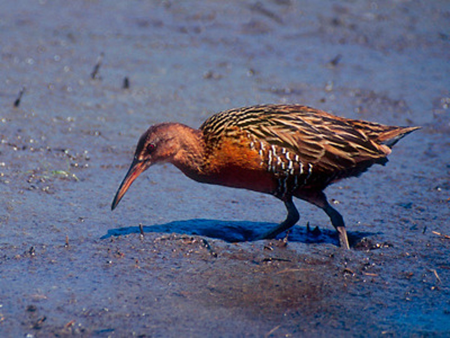 <p>Gruiformes</p><p>Rallidae</p>