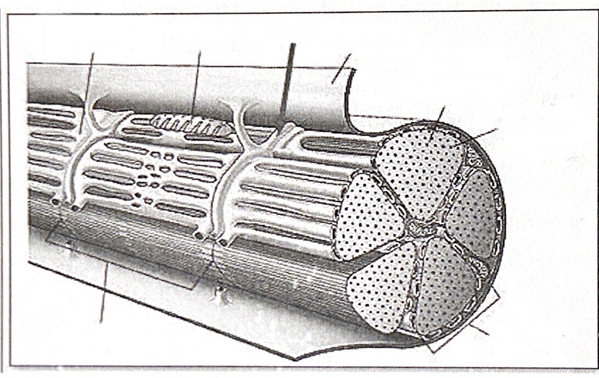 Microscopic structure of skeletal muscle fibers 