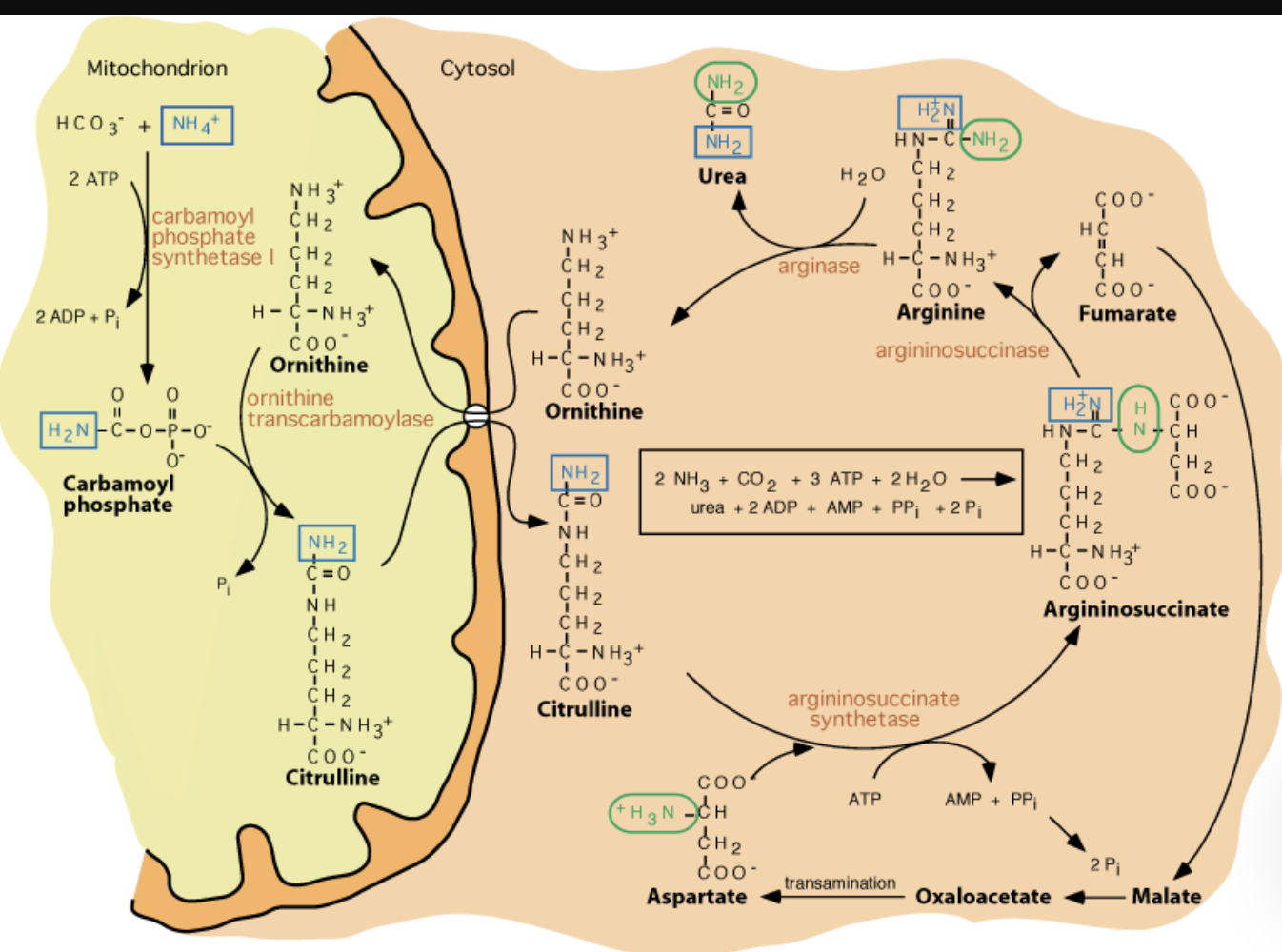 <p>in urea cycle,</p><p>the big molecule u dont wanna memorize</p><p>(citrulline + aspartate)</p>
