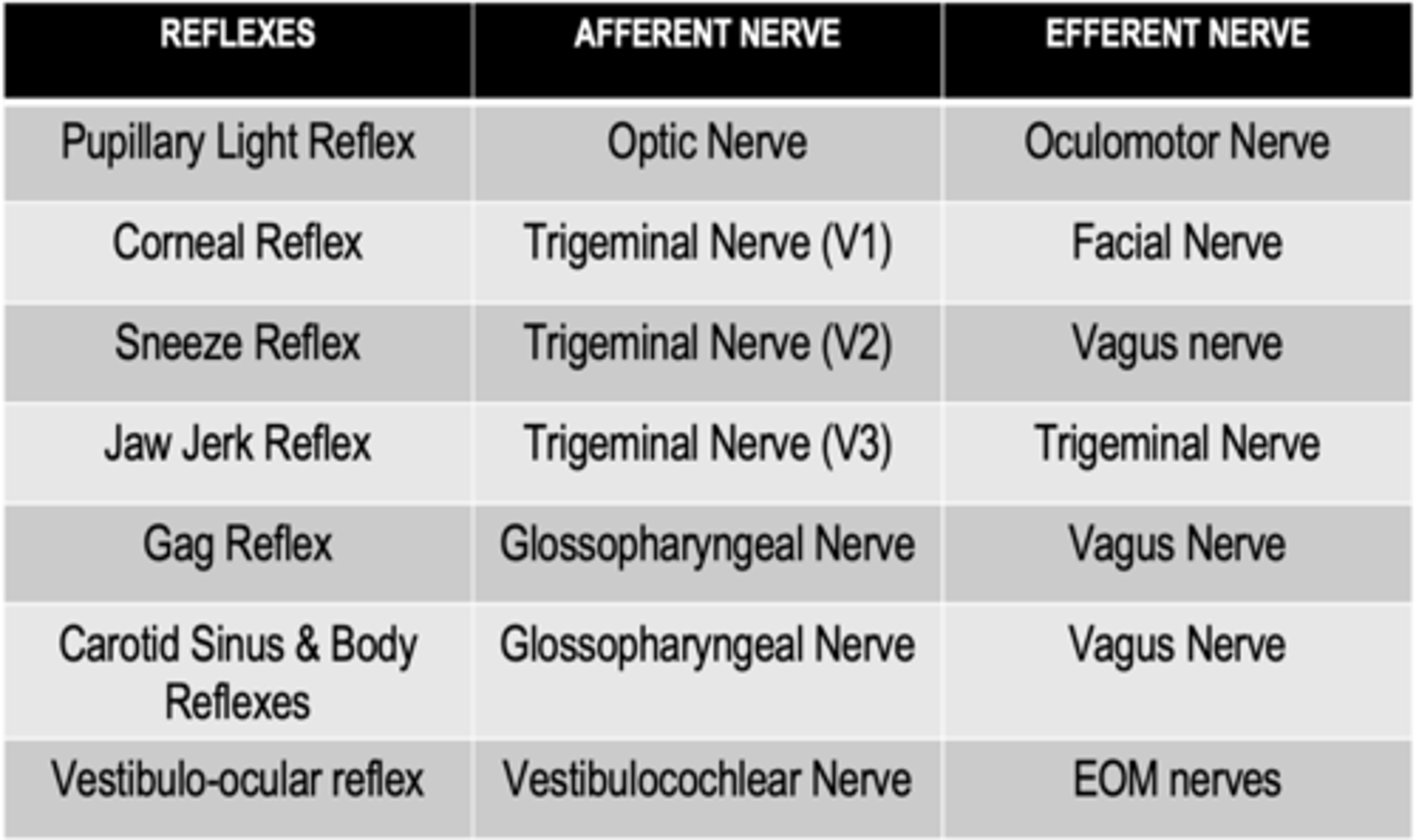 <p>Facial nerve</p>