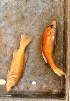 <p>Smallmouth Bass</p>