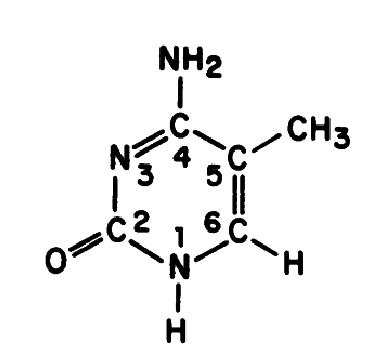 <p>5-Methyl cytosine</p>