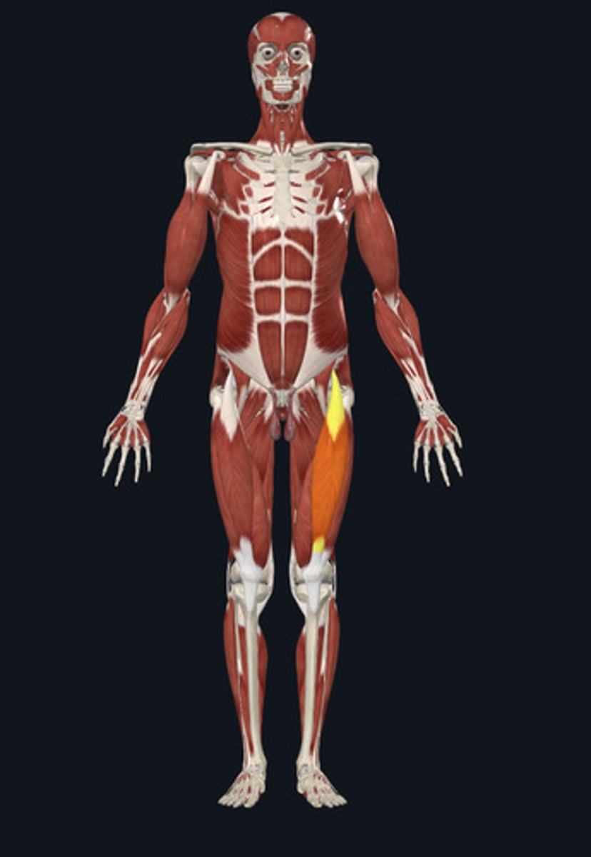 <ul><li><p><u>Origin:</u>&nbsp;Ilium</p></li><li><p><u>Insertion:</u>&nbsp;Tibia</p></li><li><p><u>Action:</u>&nbsp;<strong>Knee extension</strong>, hip flexion</p></li></ul><p></p>