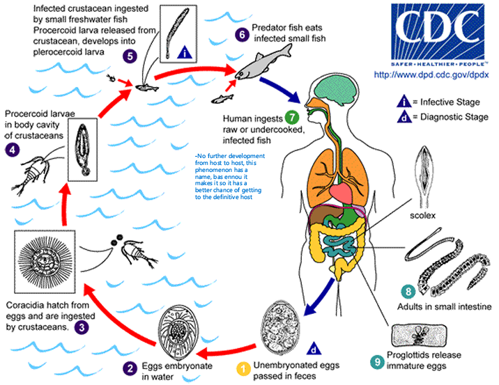 <p>Caused by Diphyllobothrium latum </p><p>Cycle main points: </p><ul><li><p>Unembryonated egg is shed in feces and gets embryonated in water (only)</p></li><li><p>Eggs hatch and are ingested by crustaceans</p></li><li><p>Becomes percercoid larvae in crustaceans</p></li><li><p>Crustacean eaten by fish, and inside the fish, the parasite progresses to the infectious Plerocercoid stage (Fish may be eaten by another fish with no change to the parasite before reaching humans)</p></li><li><p>Scolex stage</p></li><li><p>Adult stage in small intestine</p></li><li><p>Release of unembryonated eggs → Recycle</p></li></ul><p></p>