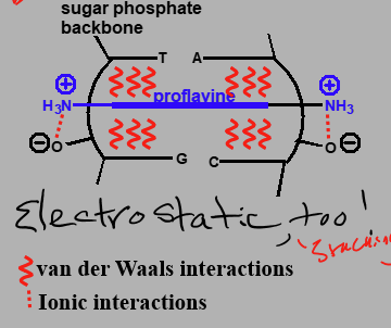 <p>Has van der Walls interactions between base pair and drug.</p><p>Ionic interactions between NH3 and O- of backbone</p><p>Electrostatic possible from stacking</p>