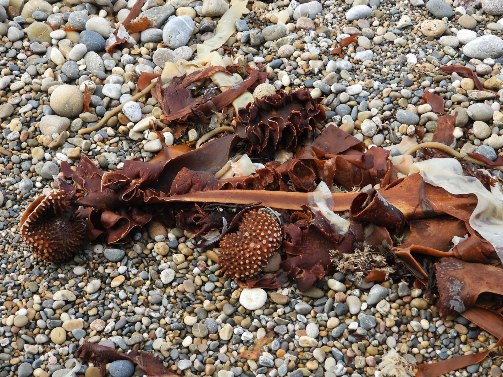 <p>algues à bulbes, longues</p>