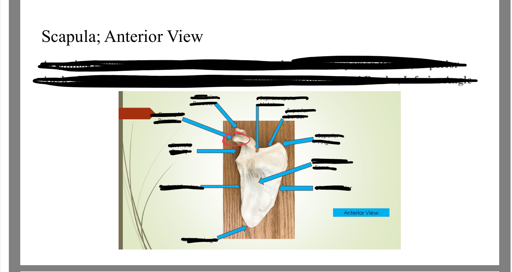 <p>Coracoid process</p>
