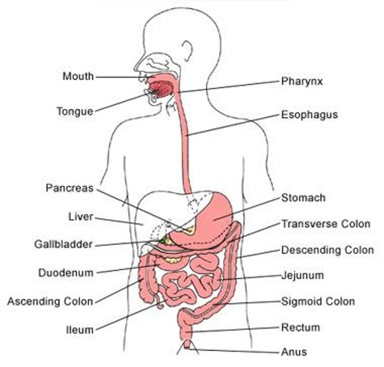 <p>Organ that produces bile, which is stored in the gall bladder.</p>