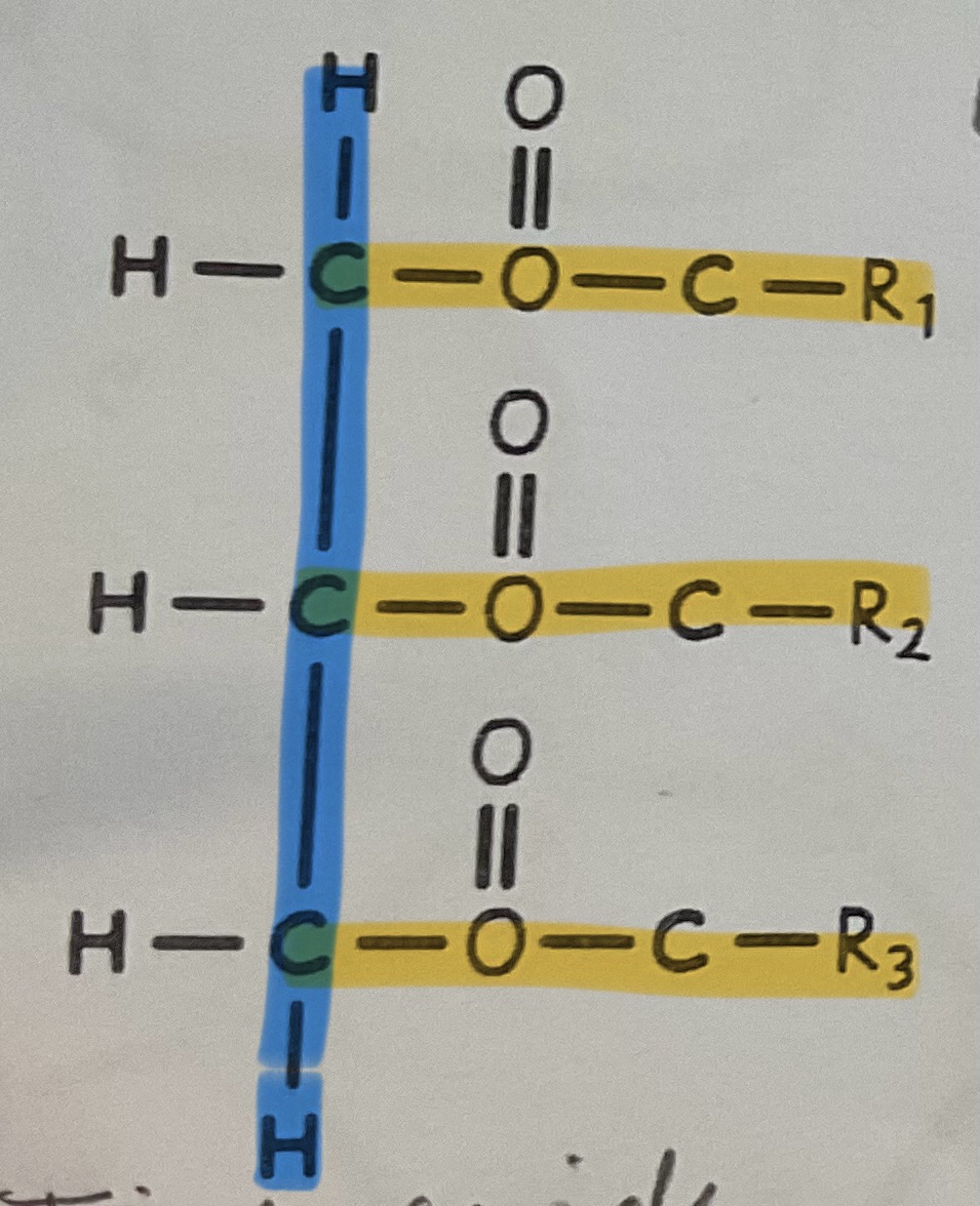 <ul><li><p>blue=glycerol</p></li><li><p>yellow=fatty acid</p></li></ul><p></p>