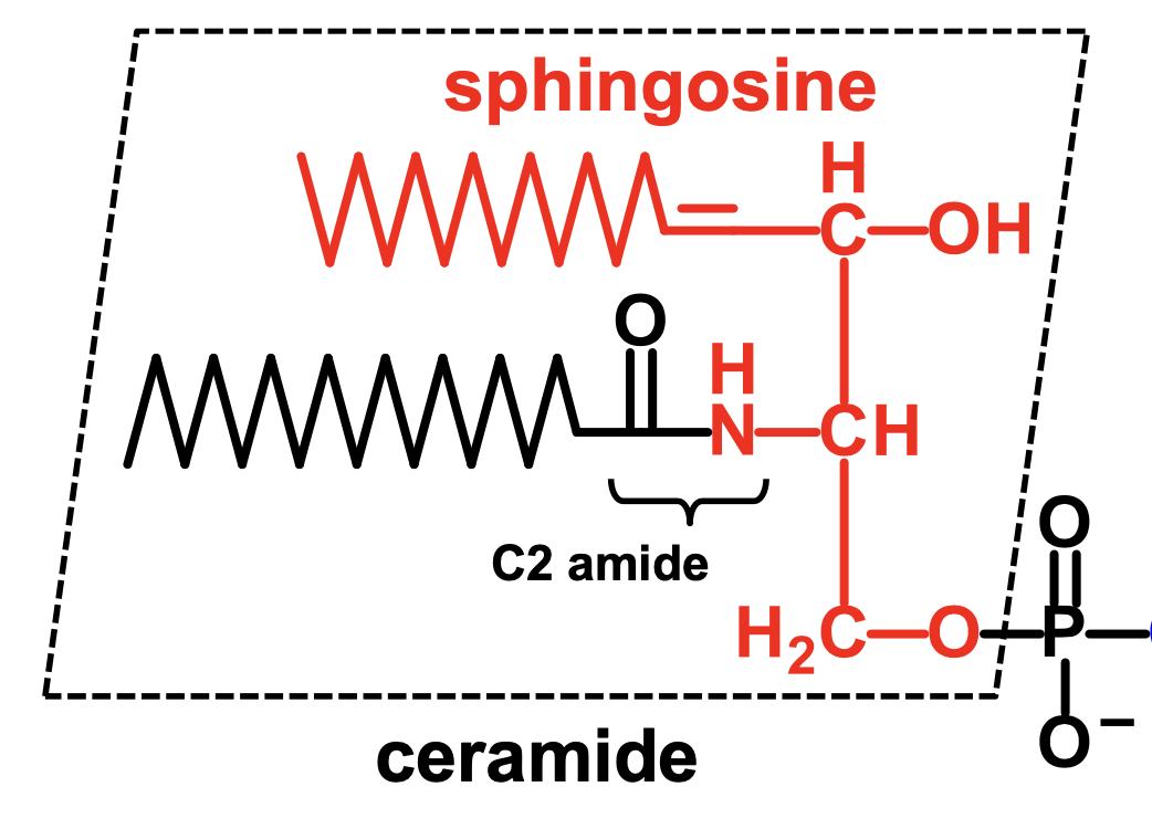<p>a sphingosine plus a C2 amide</p>