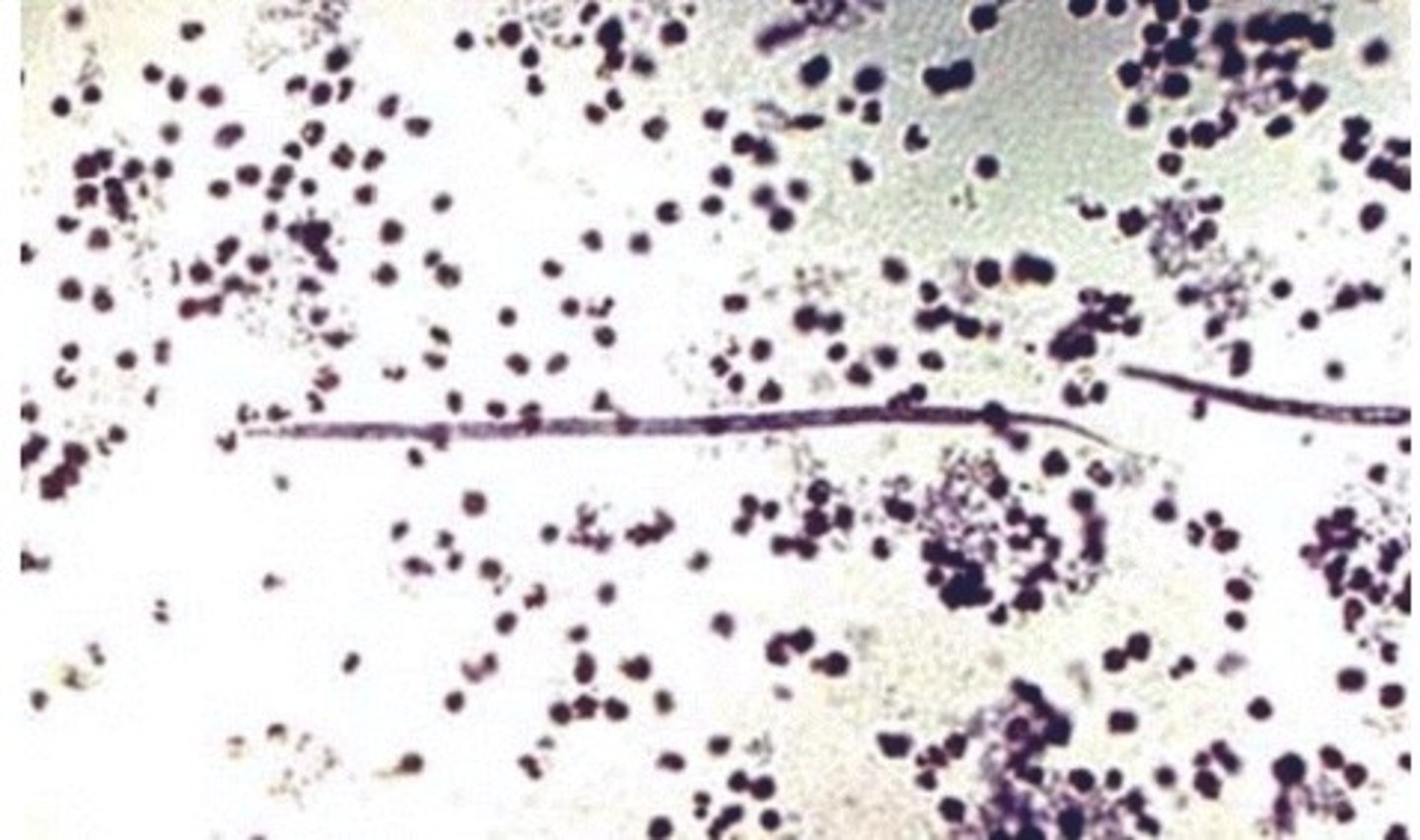 <p>This was found in the blood of a dog. What is it?</p>