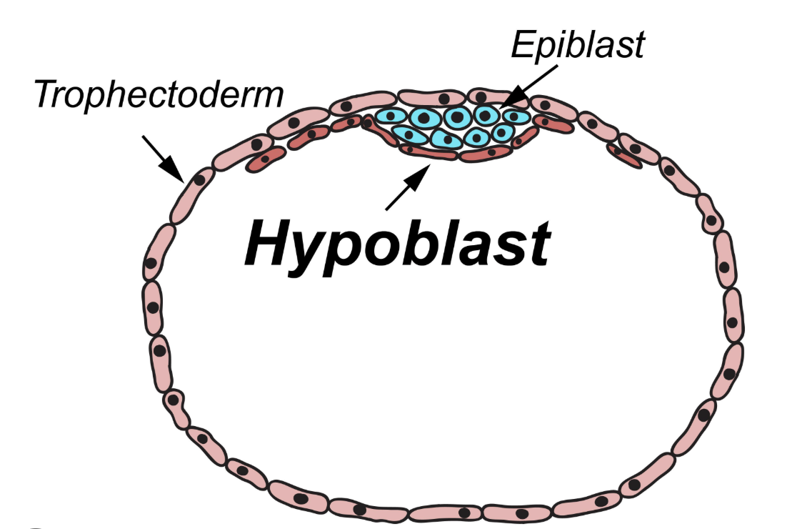 <p>Cuboidal cell layer facing blastocele; forms primitive endoderm lining yolk sac.</p>
