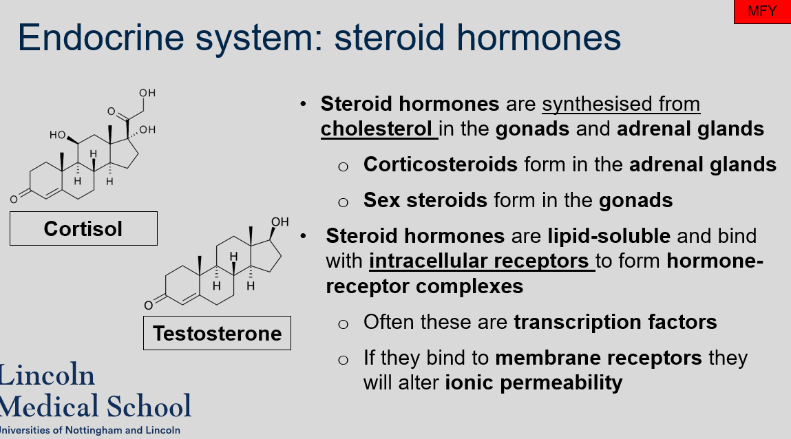 Corticosteroids form in the adrenal glands, while sex steroids form in the gonads. 