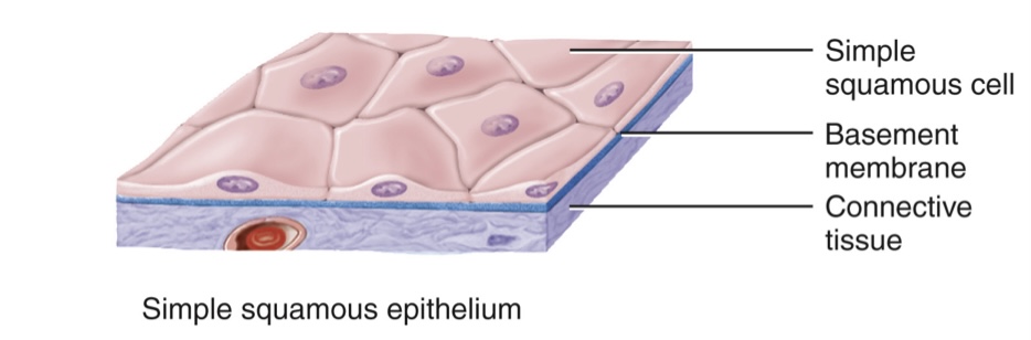 <p>The <strong>simple squamous epithelium</strong> is a single layer of broad, flat cells.<br>-involved in filtration and diffusion<br>-can be found in the peritoneum of the small intestine </p><p></p><p>The two layers of the simple squamous epithelium include:<br><strong>1.) endothelium: </strong>the lining for blood/lymph vessels and heart<br><strong>2.)  mesothelium: </strong> the serous membrane</p>