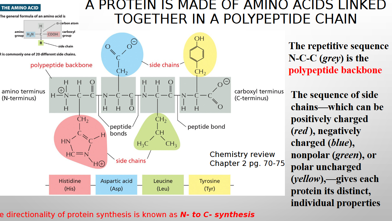 <p>N to C synthesis</p>