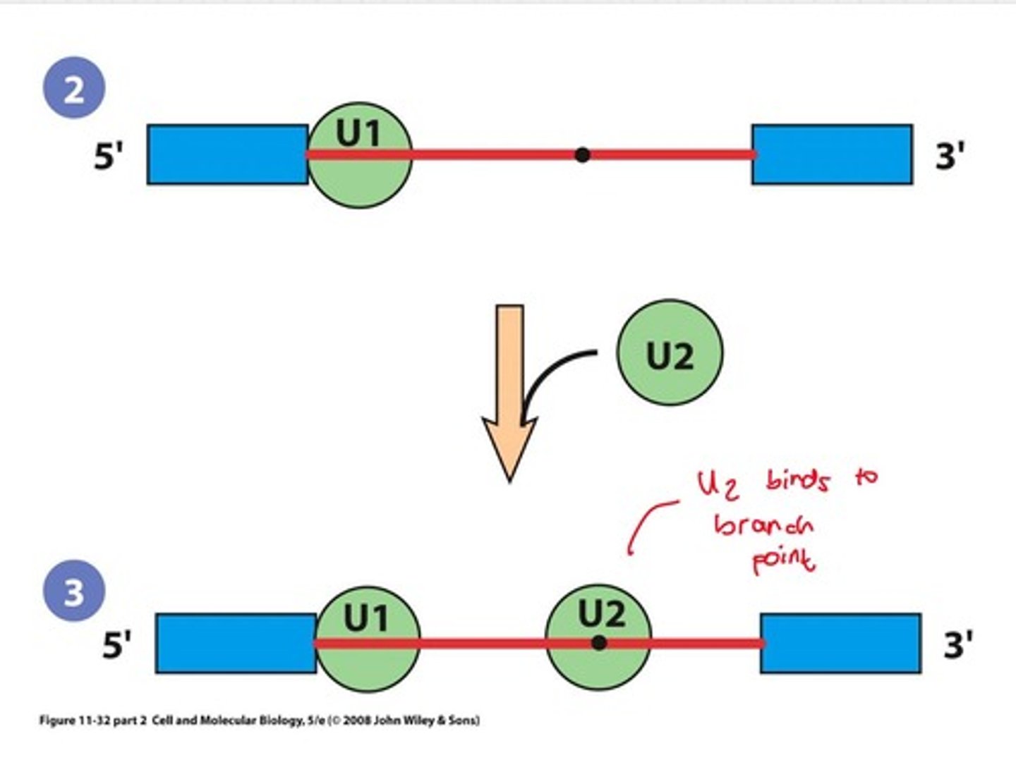 <p>U2 Associated Factor, binds to poly(Y) tract.</p>