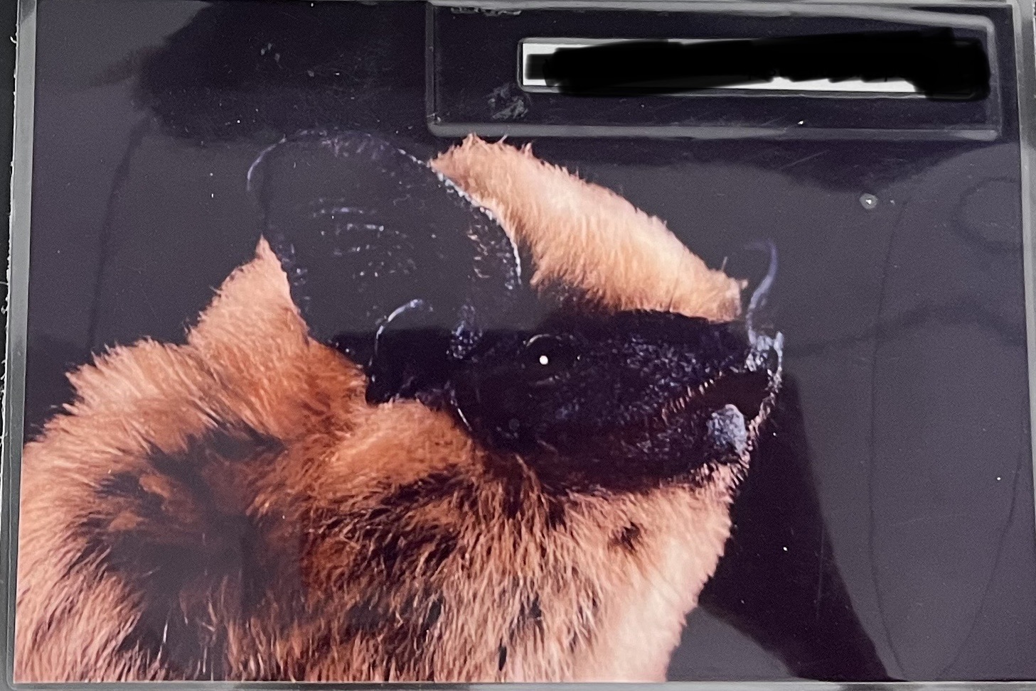 <p>Family, Genus, Species?</p>