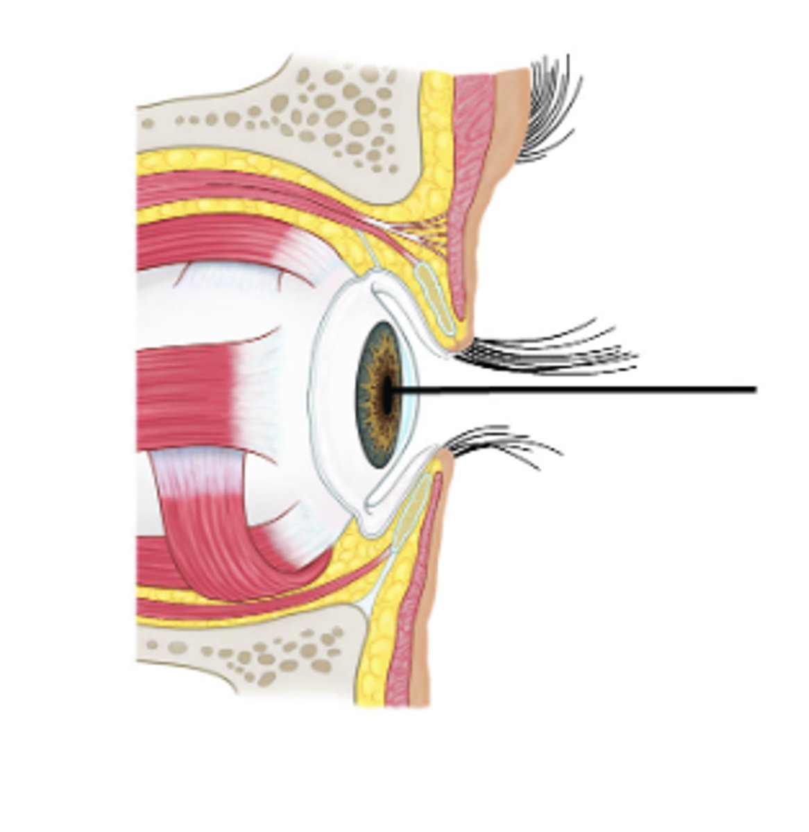 <p>Identify structure. (opening)</p>