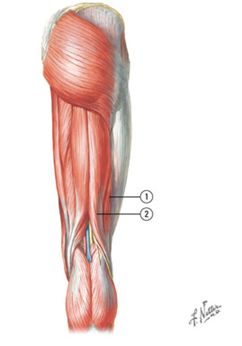 <p>posterior compartment</p><p>#2</p>