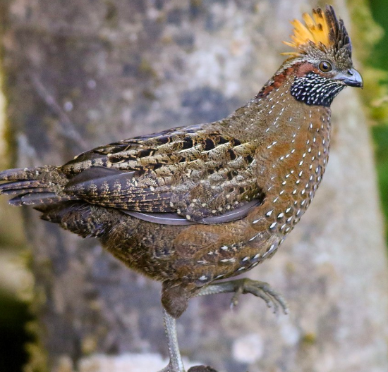 <p>What bird is this?</p>